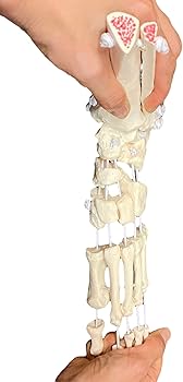 Amazon.co.jp: 【弊社独自の特殊素材でビヨーンと伸びる